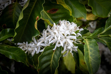 Coffee tree blossom with white color flowers in riny day, with selective focus, in Brazil