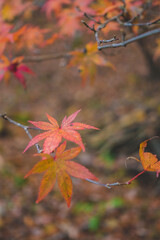 日本の秋の紅葉の葉