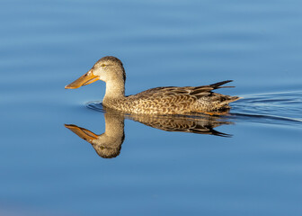 Female Northern Shoveler Duck
