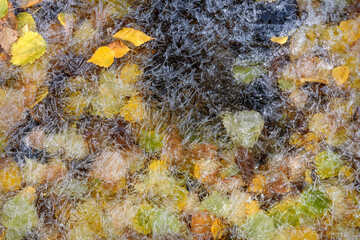 ice crystal leaves water background pattern autumn