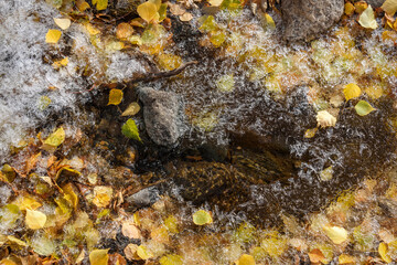 ice crystal leaves water background pattern autumn