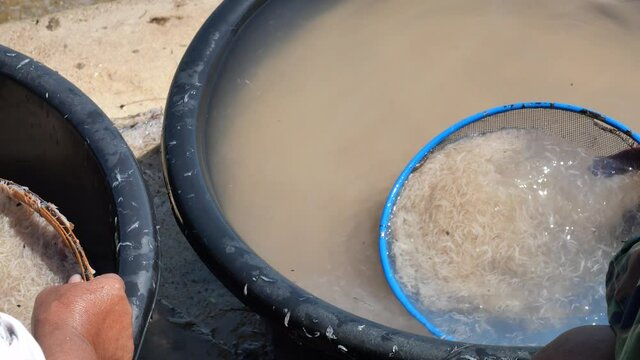 The fishermen wash and filter group of fresh Krill or Opossum shrimp with clean water, Plankton that fishermen trap for cooking in Thailand