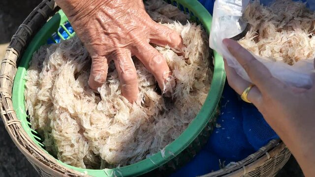 The fisherman used her hand to collect group of fresh Krill or Opossum shrimp into plastic bag, Plankton that fishermen trap for cooking in Thailand