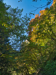 筒森もみじ谷の紅葉はじめ