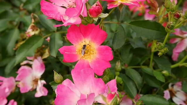 American pillar roses with honey bee in the garden.