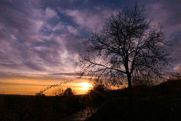 Fototapeta premium Silhouette of branch of tree at sunrise. Autumn or winter scene with dramatic sky with clouds.