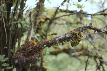 Brown lichens grow on a humid and cold hilltop tree in a forest.