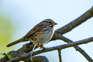 Close up of Sparrow perched on a Branch