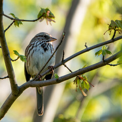 Close up of Sparrow perched on a Branch