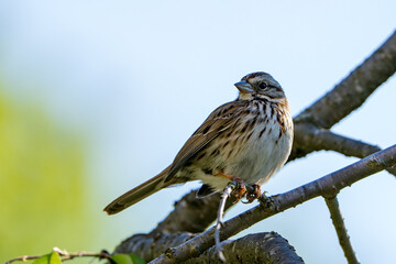 Close up of Sparrow perched on a Branch