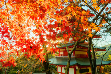 Japan maple in city Fujiyoshida. Pagoda in Japanese Park. Japan maple red close up. Buddhist pagoda in Fujiyoshida city. Japan rising sun. Japanese nature in autumn morning. Multicolored asian trees