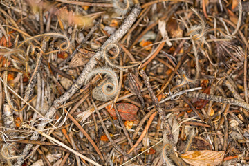 Bits of fall color debris on forest floor with fuzzy swirls and sticks