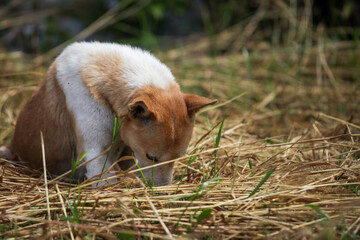 baby goat eating grass