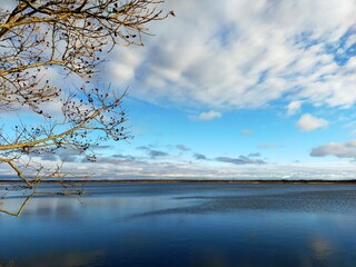 tree on the lake