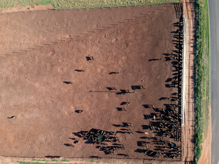 Aerial view of angus cattle on confinement in Brazil