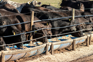 angus cattle on confinement in Brazil