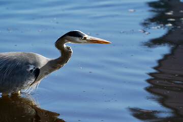 gray  heron in pond