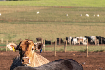 angus cattle on confinement in Brazil