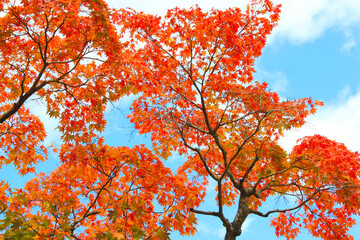 青空にもみじ