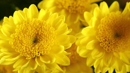 Close up of yellow flowers