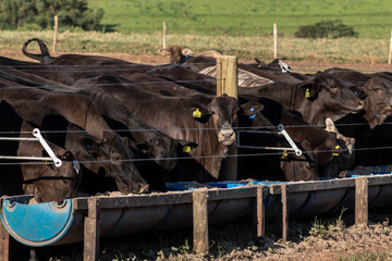 angus cattle on confinement in Brazil
