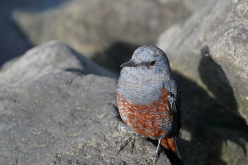 blue rock thrush on rock