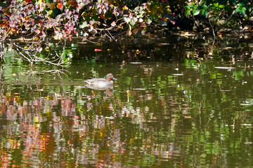 Obraz na płótnie Canvas duck in pond