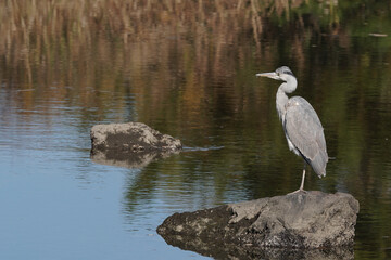 gray  heron in pond