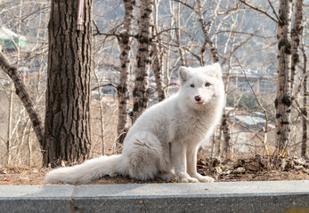 White fox in the forest