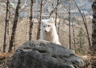 White fox in the forest