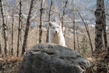 Naklejka na ściany i meble White fox in the forest