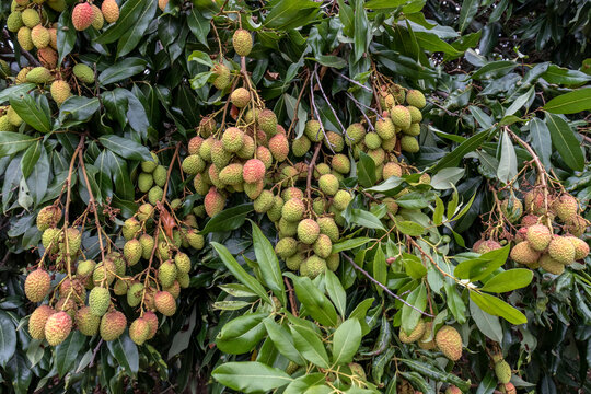 Unripe green lychee hanging from a lychee tree. Fresh green lychee fruits grow on tree in Brazil