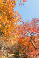 日本の綺麗な紅葉の木々