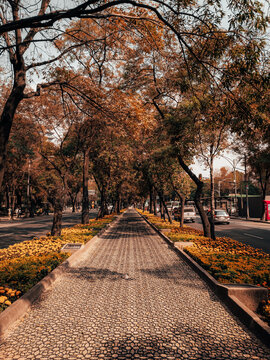 Oto&ntilde;o en Polanco