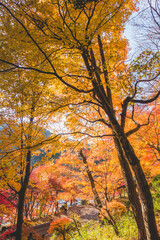 日本の綺麗な紅葉の木々