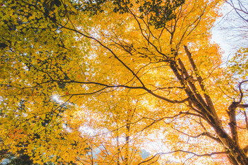 日本の綺麗な紅葉の木々