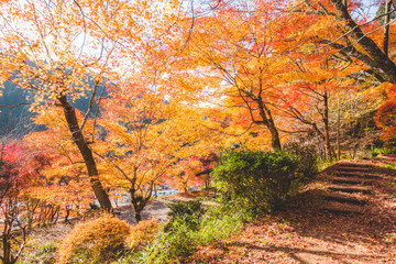 日本の綺麗な紅葉の木々