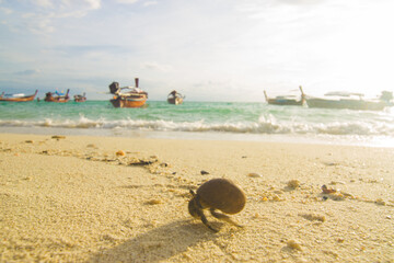 Fototapeta na wymiar Hermit crab on white sand beach