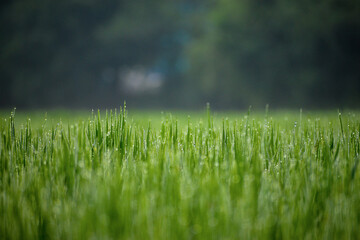 Fototapeta na wymiar green grass in the morning