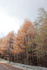 黄葉した落葉松林