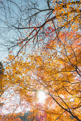 日本の綺麗な紅葉の木々