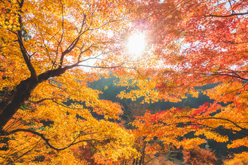 日本の綺麗な紅葉の木々
