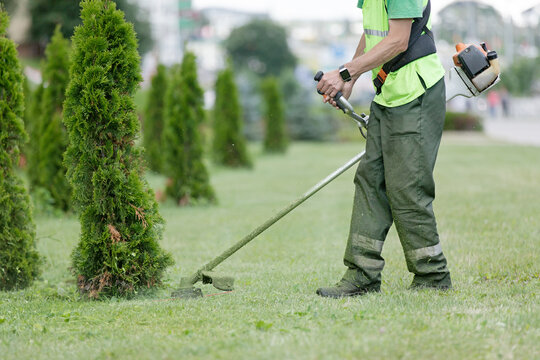 City landscaper man gardener worker cutting grass around planted thuja trees with string lawn trimmer
