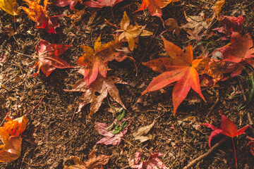日本の秋の紅葉の葉