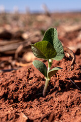 Green soy plant leaves in the cultivate field, in Brazil with selective focus; in Brazil