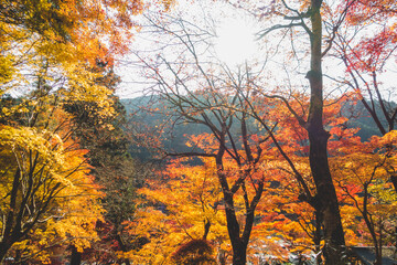 日本の綺麗な紅葉の木々