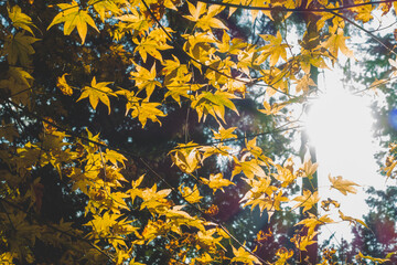 日本の秋の紅葉の葉