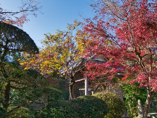 妙泉寺の紅葉