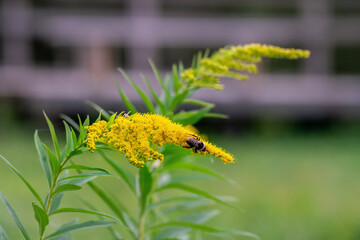 Bumblebee on yellow solidago blossom in summer