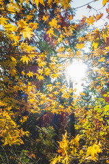 Fototapeta premium 日本の秋の紅葉の葉